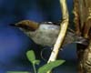 bf_birdnuthatch2.jpg